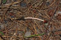 Ophiocordyceps gracilioides image