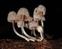 Coprinellus disseminatus image