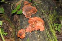 Pycnoporus sanguineus image