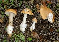 Amanita velosa image