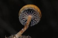 Psilocybe coprophila image