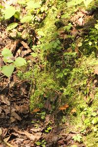 Psilocybe muliercula image