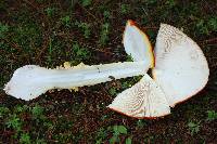 Amanita muscaria image