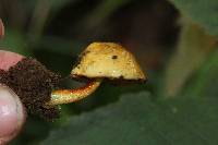 Pulveroboletus curtisii image