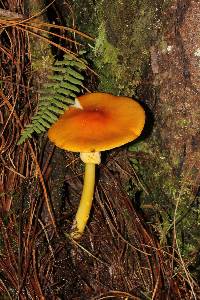 Amanita flavoconia image