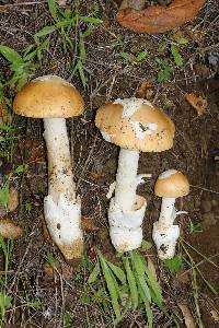 Amanita velosa image