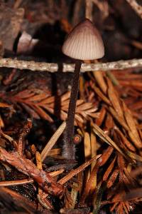 Mycena purpureofusca image