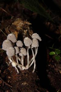 Coprinellus disseminatus image