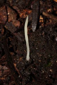 Clavaria acuta image