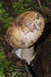 Amanita fallax image