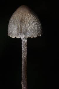 Panaeolus papilionaceus image