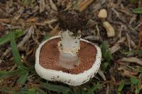 Agaricus campestris image