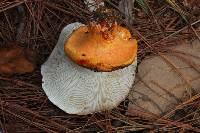 Russula brevipes image