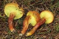 Pulveroboletus ravenelii image