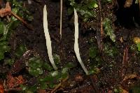 Clavaria acuta image