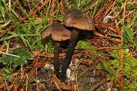 Inocybe calamistrata image