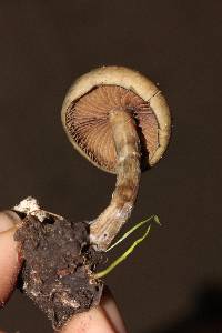 Psilocybe ovoideocystidiata image