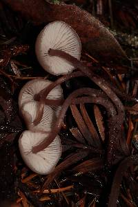 Mycena haematopus image