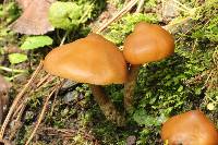 Psilocybe muliercula image