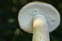 Boletus variipes image