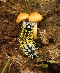 Psilocybe cubensis image