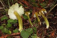 Image of Hygrocybe virescens