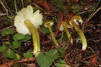 Hygrocybe virescens image