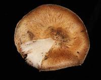 Inocybe fraudans image