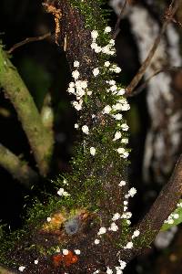 Coprinellus disseminatus image