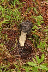 Helvella lacunosa image