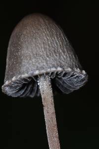 Panaeolus papilionaceus image