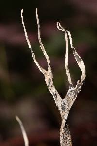 Xylaria hypoxylon image