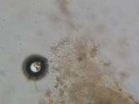 Psilocybe ovoideocystidiata image