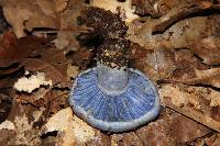 Lactarius indigo image