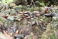 Psilocybe zapotecorum image