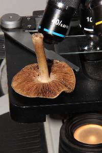 Inocybe fraudans image