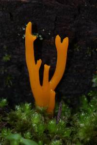 Calocera viscosa image