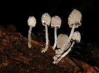 Coprinellus disseminatus image