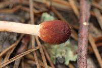 Ophiocordyceps gracilioides image