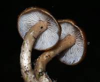 Psilocybe muliercula image