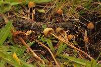 Psilocybe mexicana image