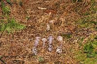 Cortinarius camphoratus image