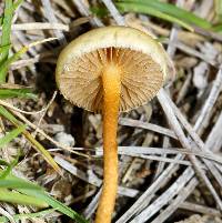 Agrocybe pediades image