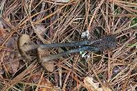 Inocybe calamistrata image