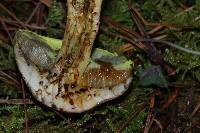 Pulveroboletus ravenelii image