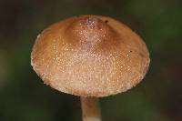 Inocybe kauffmanii image