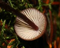 Mycena purpureofusca image