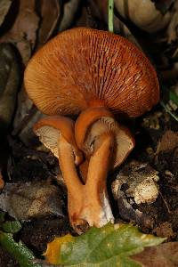 Lactarius rufulus image