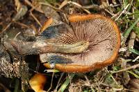 Psilocybe muliercula image