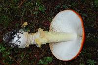 Amanita muscaria image